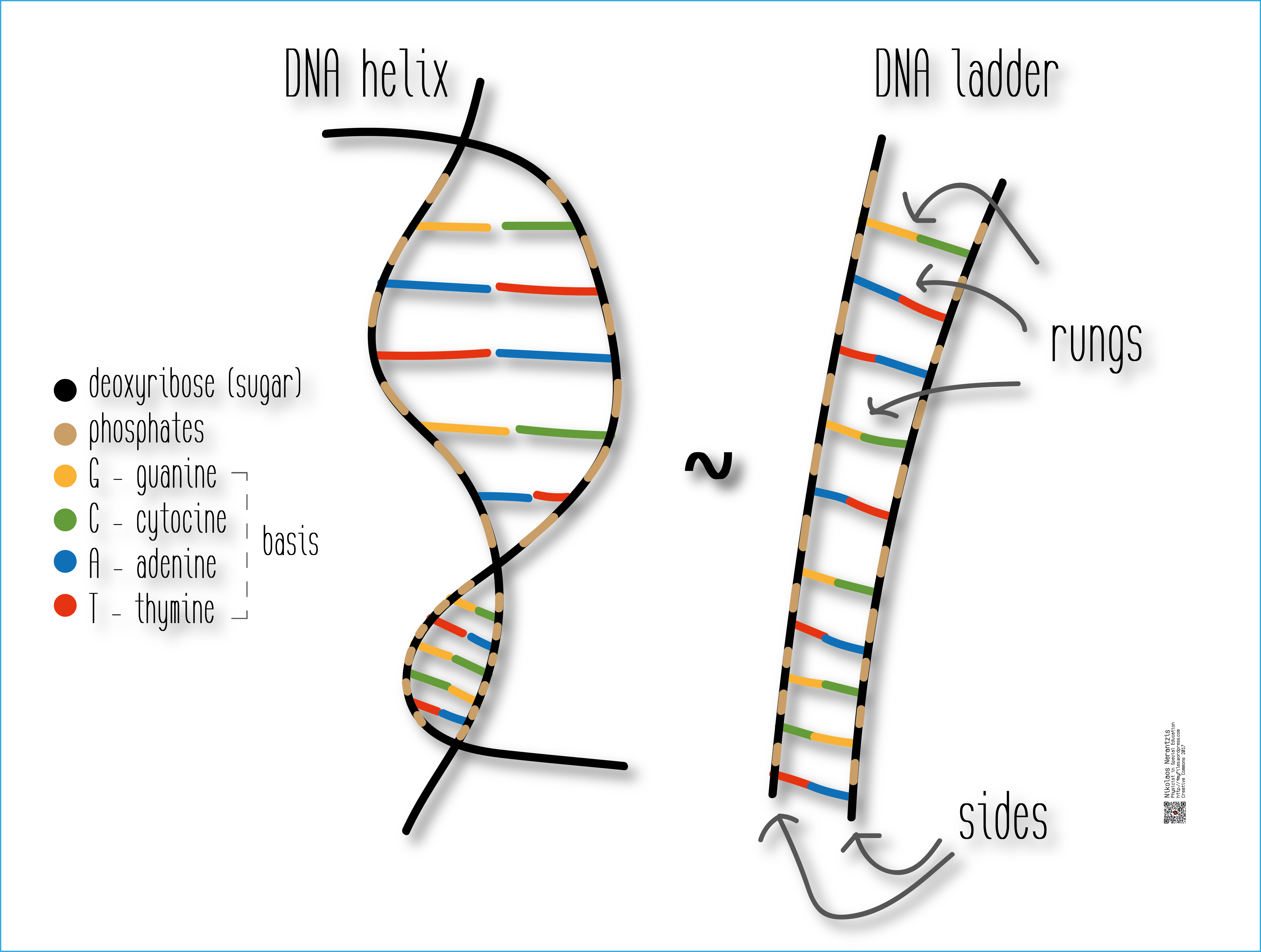 What Are The Sides Of The Dna Ladder Made Of