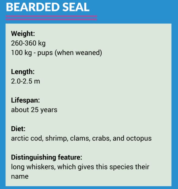 Bearded seal - Polarpedia