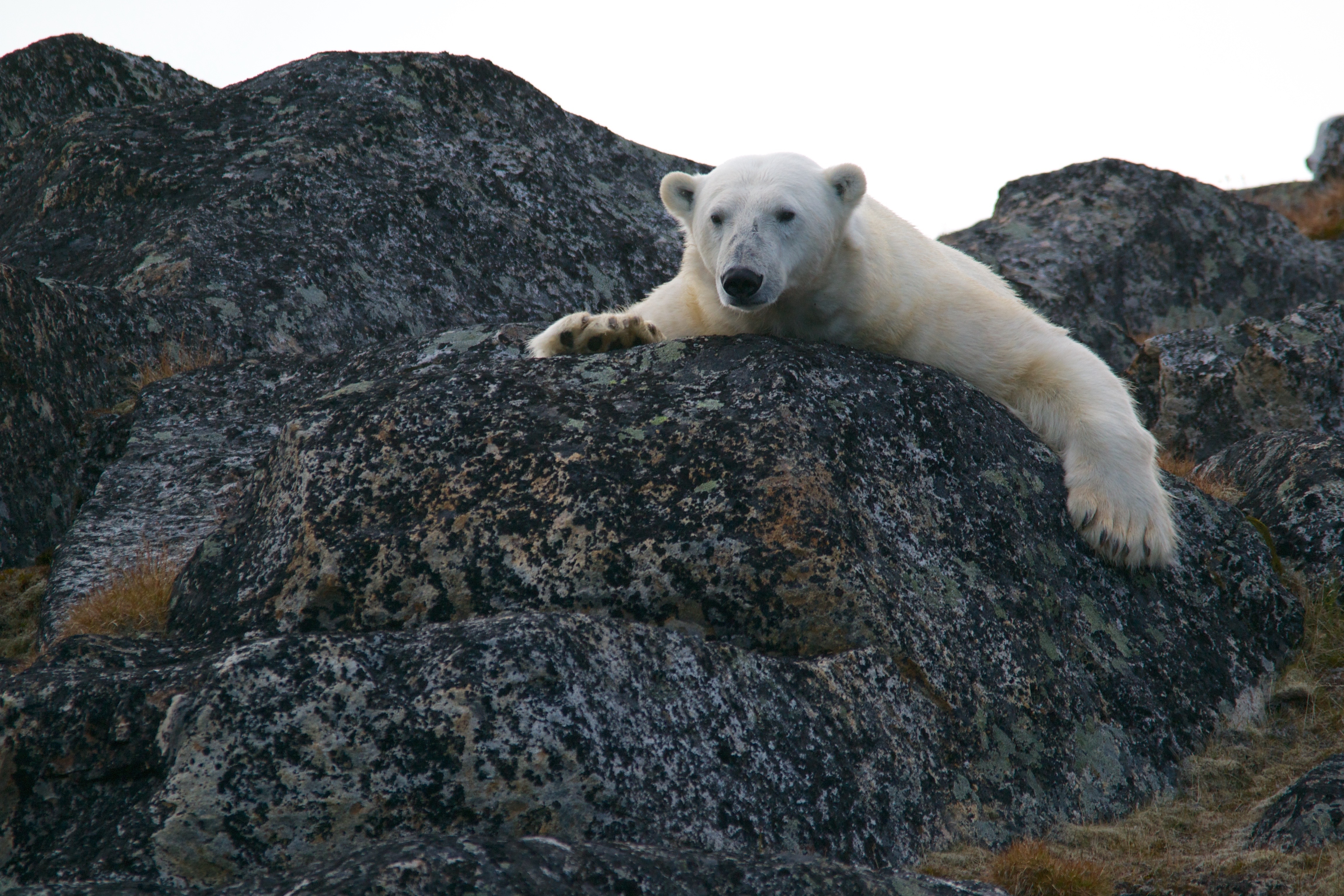 Surprising Polar Bear Facts About the King of the Arctic