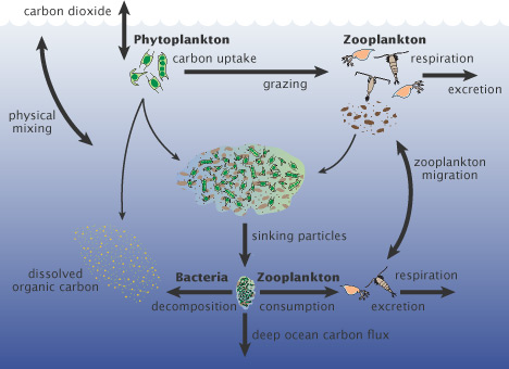 Fytoplankton - Polarpedia life cycle process diagram 