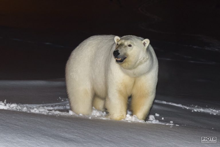 Black skin of a polar bear - Polarpedia